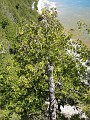 Mackinaw Island Area May 2008 0379